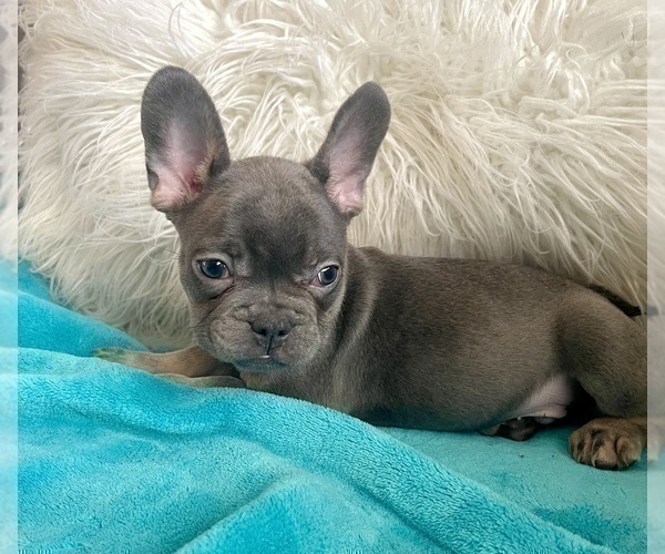 Medium Photo #11 French Bulldog Puppy For Sale in TALLAHASSEE, FL, USA