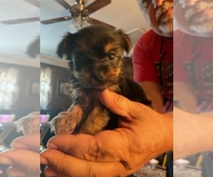 Yorkshire Terrier Puppy for sale in AUSTELL, GA, USA