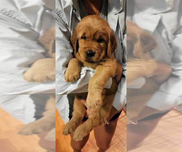 Medium Photo #8 Golden Retriever Puppy For Sale in KINGWOOD, TX, USA