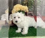 Small #2 Coton de Tulear