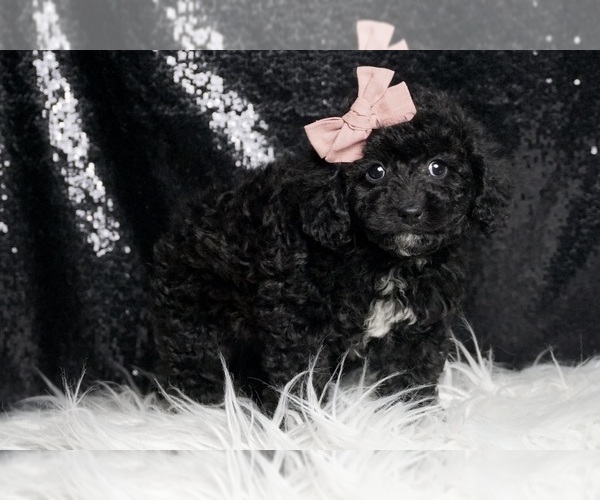 Medium Photo #4 Poodle (Toy) Puppy For Sale in WARSAW, IN, USA