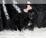 Small Photo #4 Poodle (Toy) Puppy For Sale in WARSAW, IN, USA