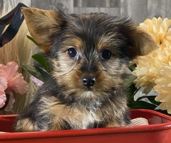 Medium Photo #5 Yorkshire Terrier Puppy For Sale in CANOGA, NY, USA