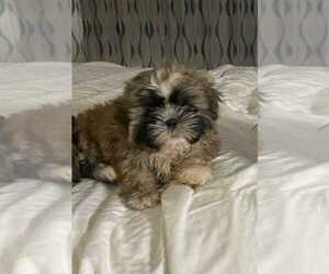 Shih Tzu Puppy for sale in CLEARWATER, FL, USA