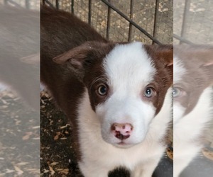 Border Collie Puppy for sale in LA GRANDE, OR, USA