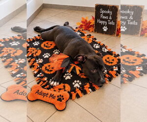 Wendy - Female Mutt Dog for Adoption - Photo #2