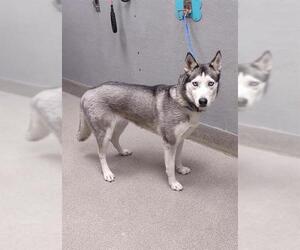 Medium Siberian Husky Mix