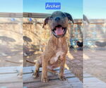 Small #7 Boxer-Staffordshire Bull Terrier Mix