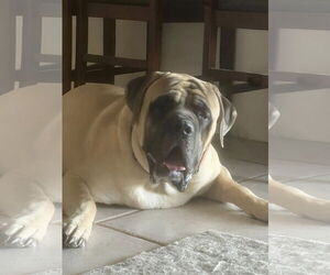 Mastiff Dogs for adoption in Goodyear, AZ, USA