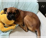 Small #6 Boxer