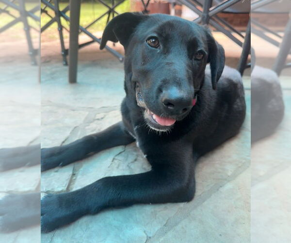 Medium Photo #37 Labrador Retriever-Unknown Mix Puppy For Sale in OKLAHOMA CITY, OK, USA