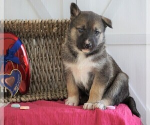 German Shepherd Dog-Siberian Husky Mix Puppy for sale in FREDERICKSBG, OH, USA