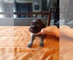 Small #37 Wirehaired Pointing Griffon