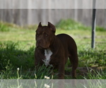 Small Photo #3 American Bully Puppy For Sale in BOLIVAR, MO, USA