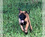 Small Belgian Malinois