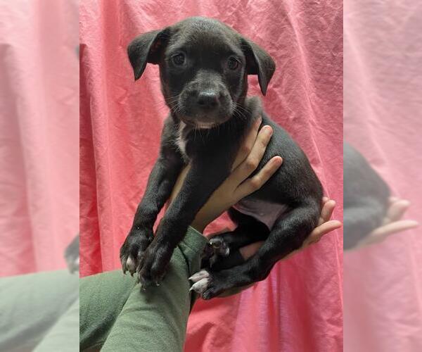 Medium Photo #2 American Pit Bull Terrier-Unknown Mix Puppy For Sale in Riverside, CA, USA