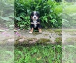 Puppy Miss Pink Bernese Mountain Dog