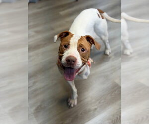 Mutt Dogs for adoption in Claremore, OK, USA