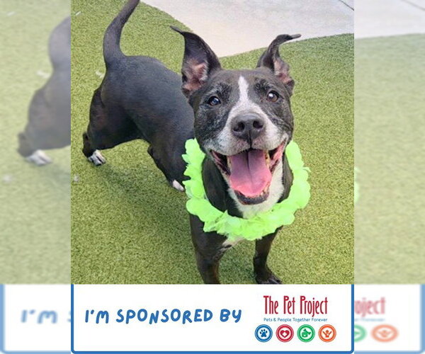 Medium Photo #2 American Staffordshire Terrier Puppy For Sale in Fort Lauderdale, FL, USA