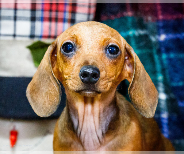 Medium Photo #3 Dachshund Puppy For Sale in WAKARUSA, IN, USA