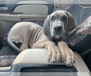 Great Dane Puppy for sale in BREMEN, MN, USA