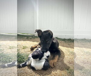 Mutt Dogs for adoption in Sandy, UT, USA