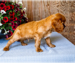 Small #8 Cavalier King Charles Spaniel