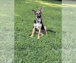 Small German Shepherd Dog Mix