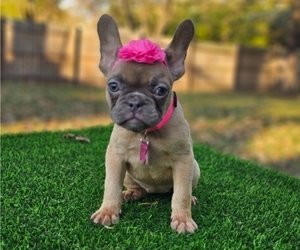 French Bulldog Puppy for sale in INDIANAPOLIS, IN, USA