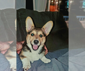 Medium Pembroke Welsh Corgi