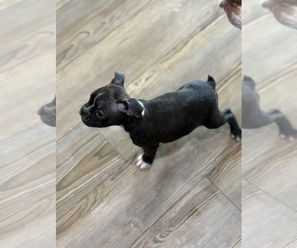 Medium Photo #15 Boston Terrier Puppy For Sale in BROKEN ARROW, OK, USA