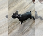 Small Photo #15 Boston Terrier Puppy For Sale in BROKEN ARROW, OK, USA