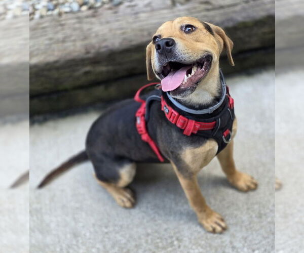 Medium Photo #2 Beagle-Unknown Mix Puppy For Sale in Woodsfield, OH, USA