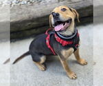 Small #1 Beagle Mix