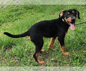 Catahoula Leopard Dog-Labrador Retriever Mix Dogs for adoption in Wetumpka, AL, USA