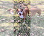 Small #14 American Pit Bull Terrier
