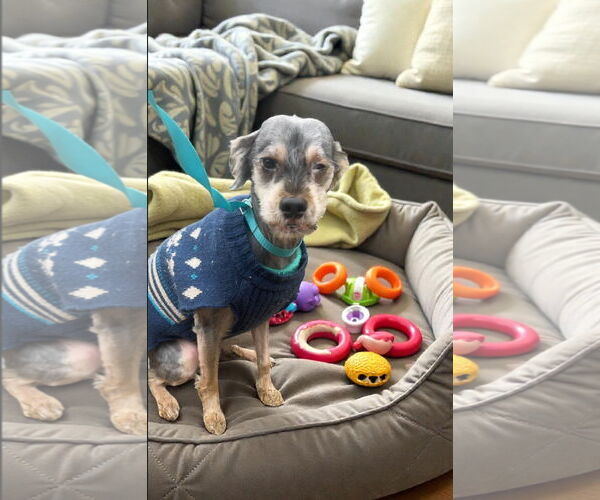 Medium Photo #3 Mutt Puppy For Sale in Atlanta, GA, USA