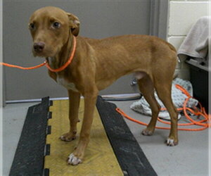 Mutt Dogs for adoption in Sanford, FL, USA