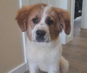 Newfoundland-Saint Bernard Mix Puppy for sale in COLVILLE, WA, USA