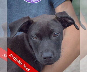 American Staffordshire Terrier-Unknown Mix Dogs for adoption in Huntley, IL, USA