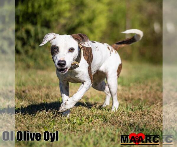 Medium Photo #8 Pointer-Unknown Mix Puppy For Sale in Maryville, TN, USA