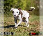 Small Photo #8 Pointer-Unknown Mix Puppy For Sale in Maryville, TN, USA