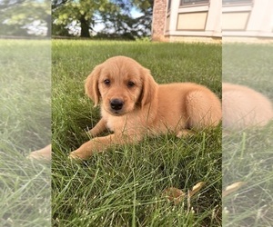 Golden Retriever Puppy for sale in GREENFIELD, IN, USA