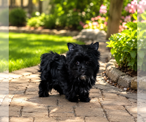 Yorkshire Terrier Puppy for sale in GAINESVILLE, TX, USA