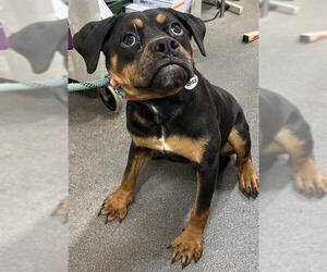 Rottweiler Dogs for adoption in Forestville, MD, USA