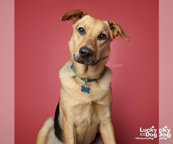 Medium Photo #8 German Shepherd Dog-Unknown Mix Puppy For Sale in Washington, DC, USA