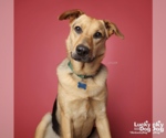 Small #7 German Shepherd Dog Mix
