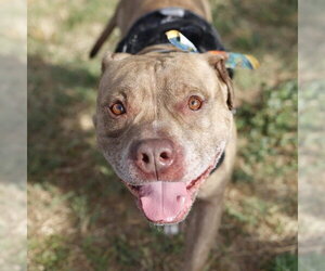 American Staffordshire Terrier-Unknown Mix Dogs for adoption in San Antonio, TX, USA