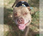 Small American Staffordshire Terrier Mix