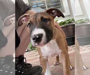 Han Solo - Male Black Mouth Cur-Boxer Mix Dog for Adoption - Photo #5